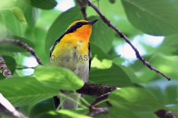 Narcissus Flycatcher 東京都多摩地域 Thu, 4/25/2024