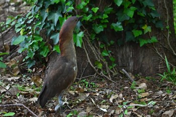 Japanese Night Heron Ukima Park Sun, 4/21/2024