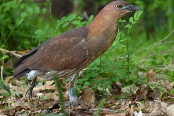 Japanese Night Heron Ukima Park Sun, 4/21/2024