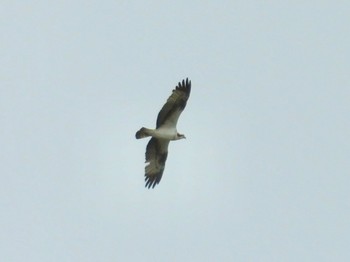 Osprey 岡山県 Sat, 4/20/2024