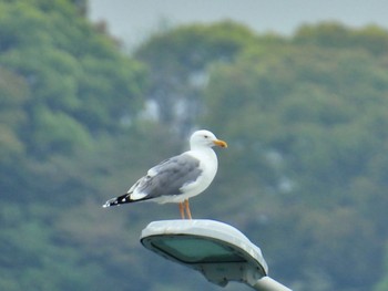 Vega Gull 岡山県 Sat, 4/20/2024