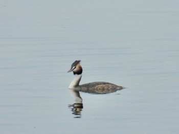 Great Crested Grebe 岡山県 Sun, 4/21/2024