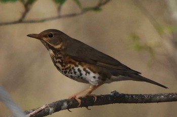 Japanese Thrush 檜原村 Thu, 4/25/2024