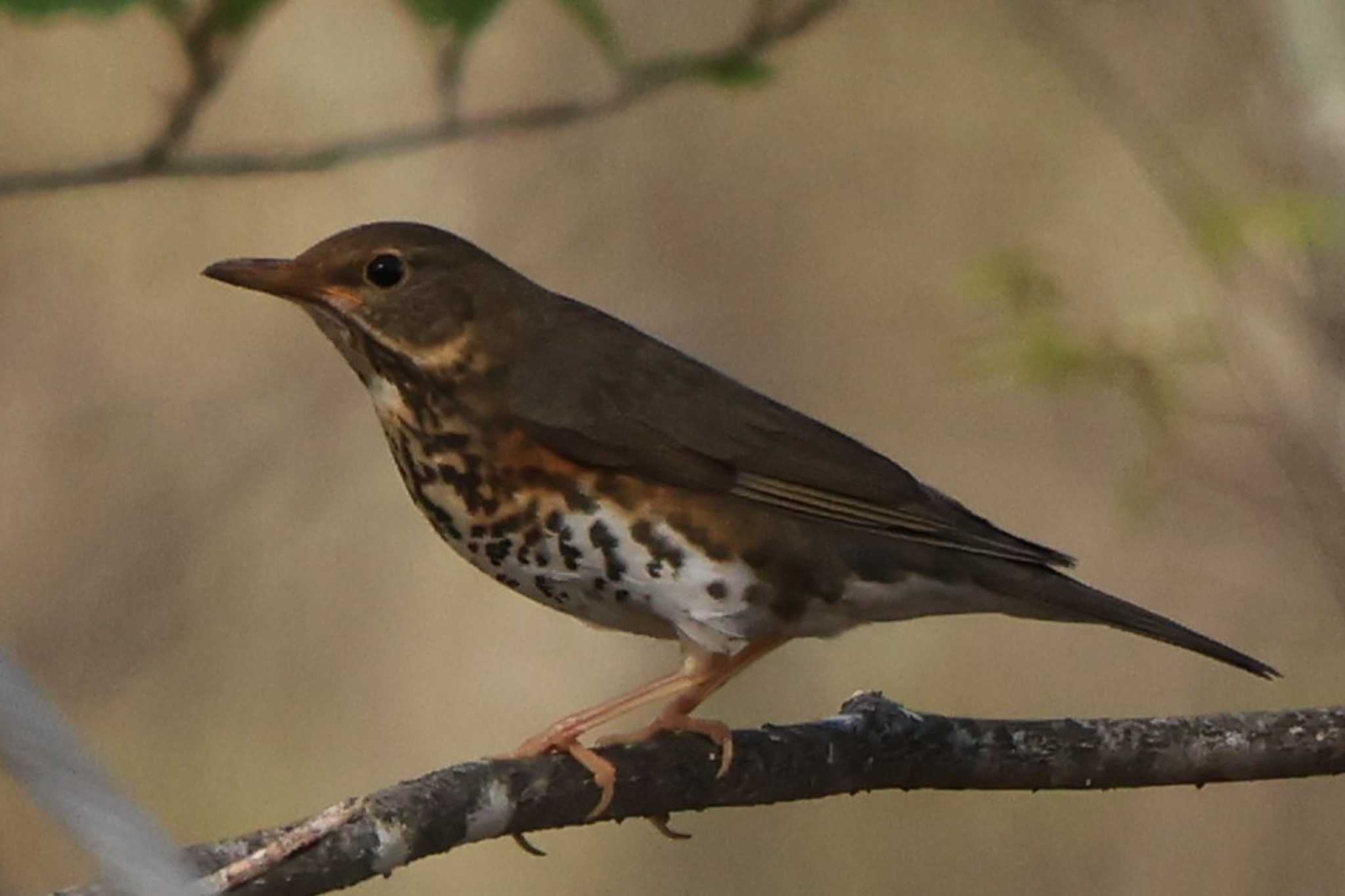 Photo of Japanese Thrush at 檜原村 by shige taka