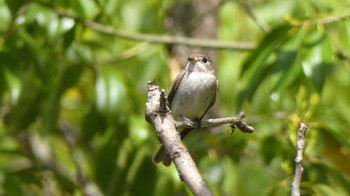 Asian Brown Flycatcher 奈良県 Wed, 4/17/2024