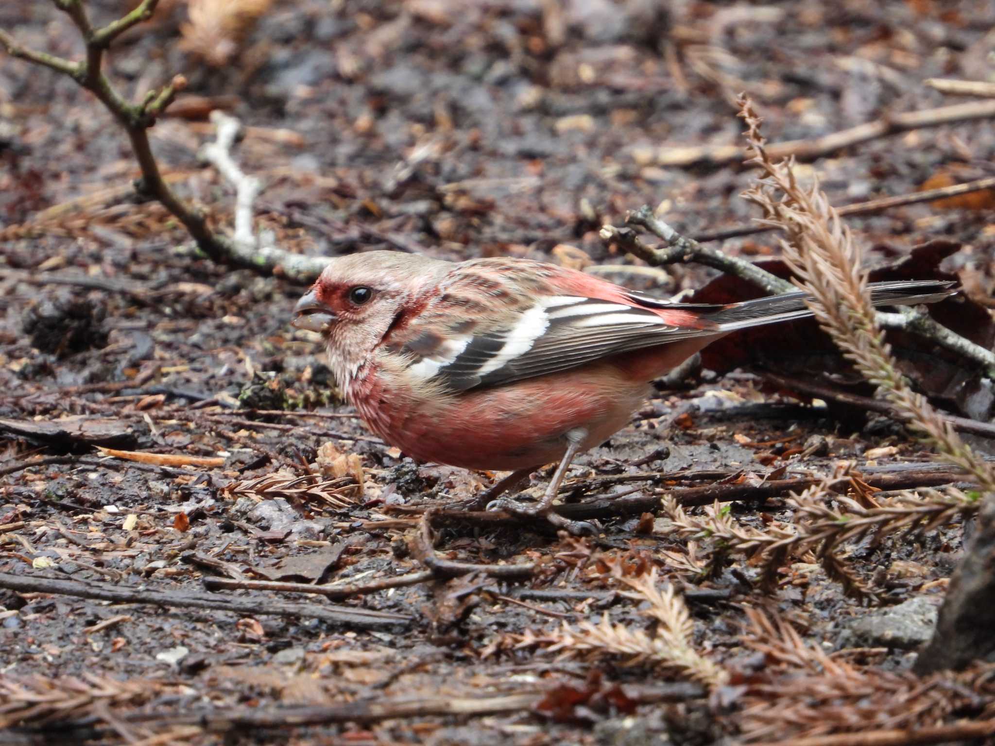 Siberian Long-tailed Rosefinch