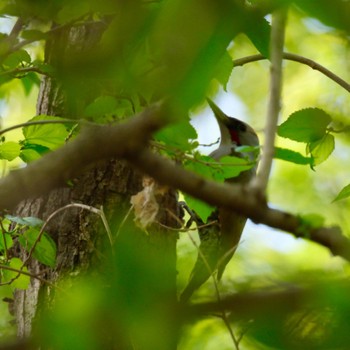 Japanese Green Woodpecker Akigase Park Sat, 4/20/2024