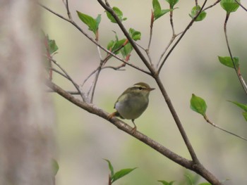 Eastern Crowned Warbler 太白山自然観察の森 Sat, 4/20/2024