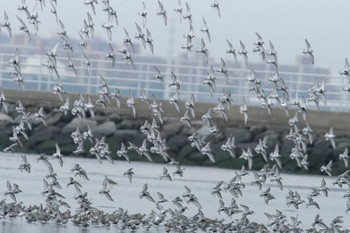 Dunlin Sambanze Tideland Fri, 4/12/2024