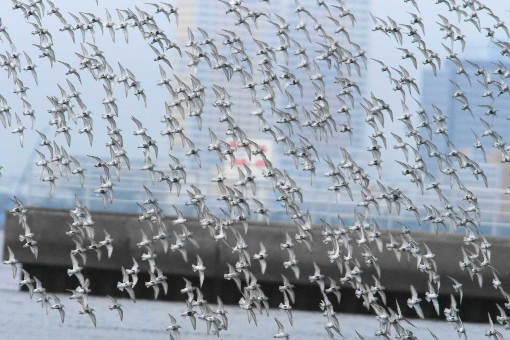 Photo of Dunlin at Sambanze Tideland by bea