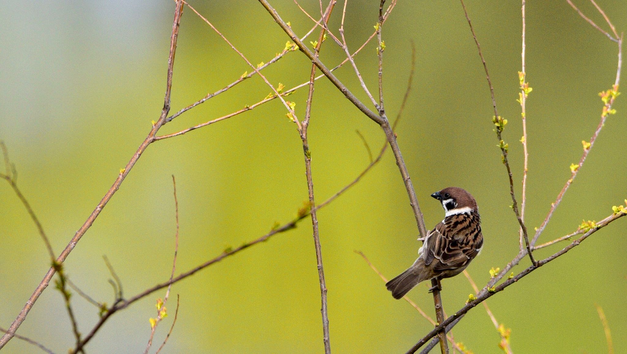 Photo of Eurasian Tree Sparrow at 田原緑地 by Taka Eri