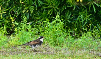 Dusky Thrush 田原緑地 Sun, 4/14/2024