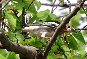 Chestnut-cheeked Starling 埼玉県 Sat, 4/20/2024