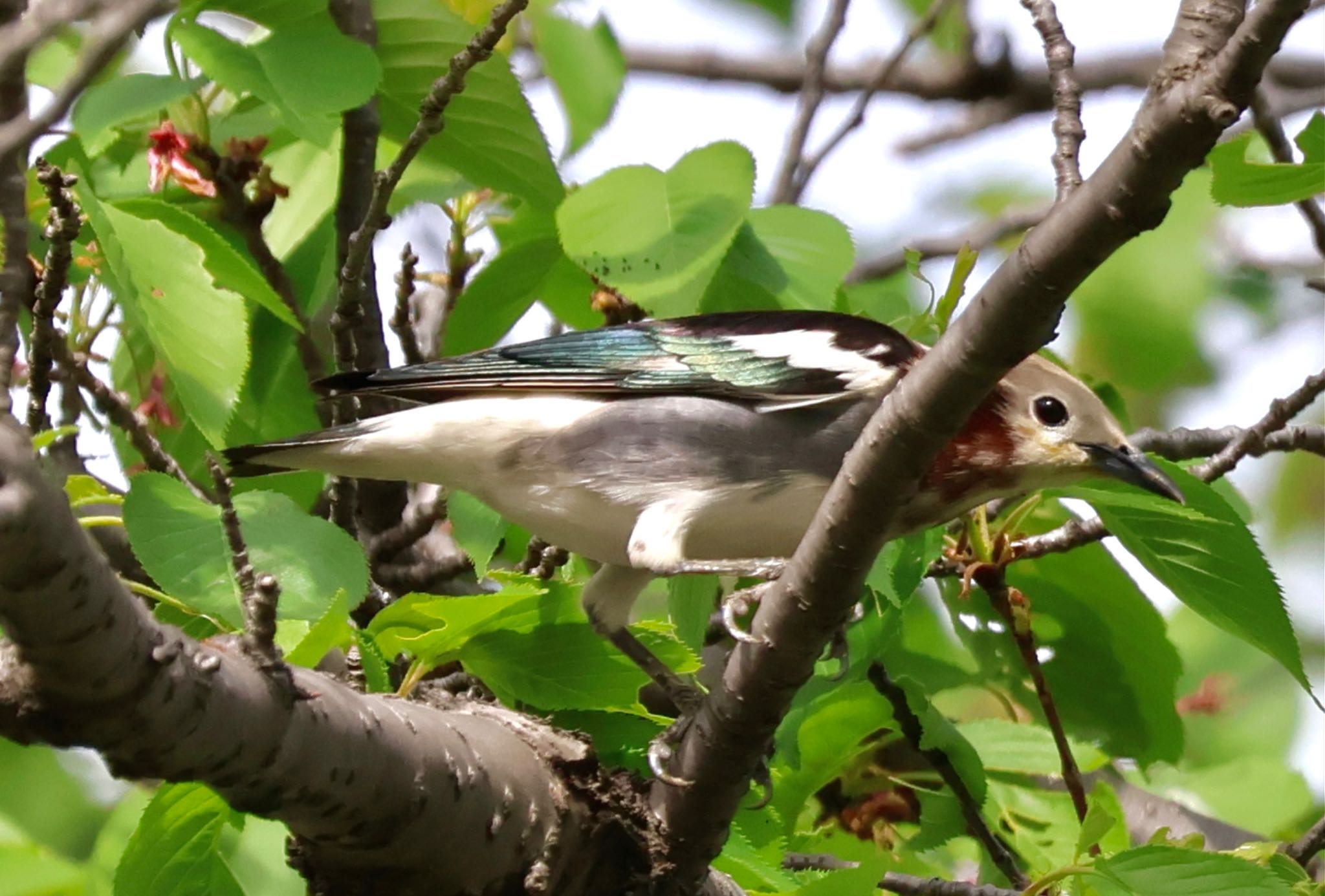 Photo of Chestnut-cheeked Starling at Isanuma by カバ山PE太郎