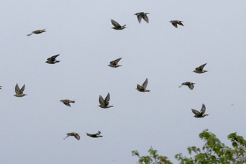 Chestnut-cheeked Starling 埼玉県 Sat, 4/20/2024