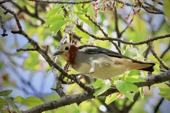 Chestnut-cheeked Starling 埼玉県 Sat, 4/20/2024