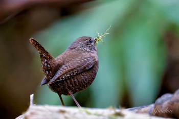 Eurasian Wren Hayatogawa Forest Road Sat, 3/16/2024