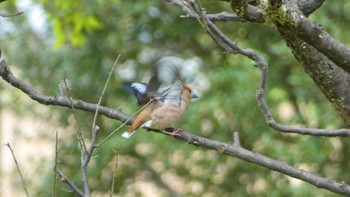 Hawfinch 平城宮跡 Sun, 4/21/2024