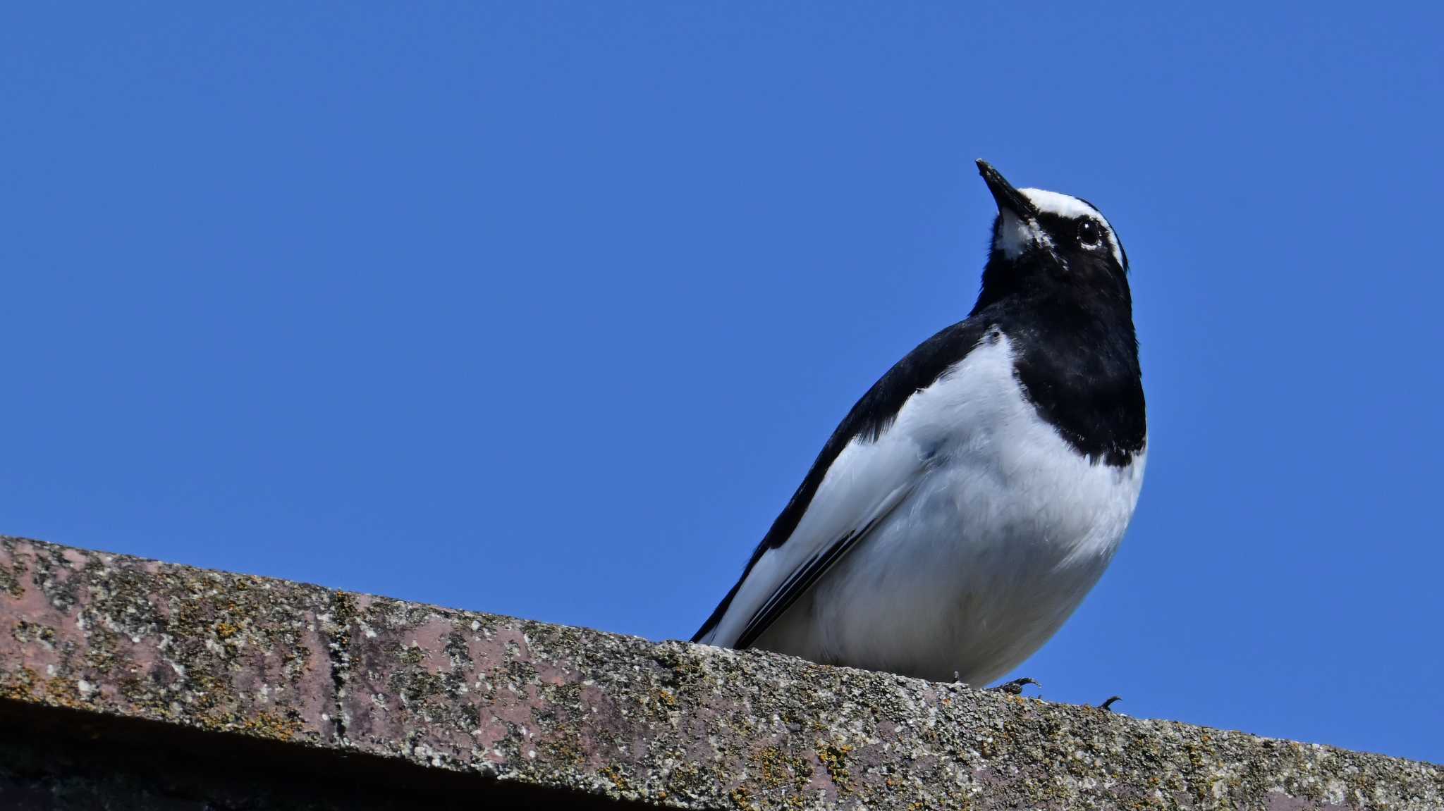 Japanese Wagtail