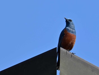 Blue Rock Thrush 布目ダム Sat, 4/13/2024