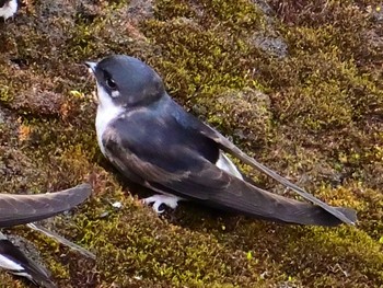 Asian House Martin 布目ダム Sat, 4/13/2024