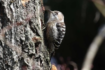 Japanese Pygmy Woodpecker Arima Fuji Park Thu, 3/21/2024