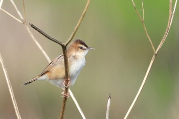 Zitting Cisticola 多摩川 Thu, 4/25/2024