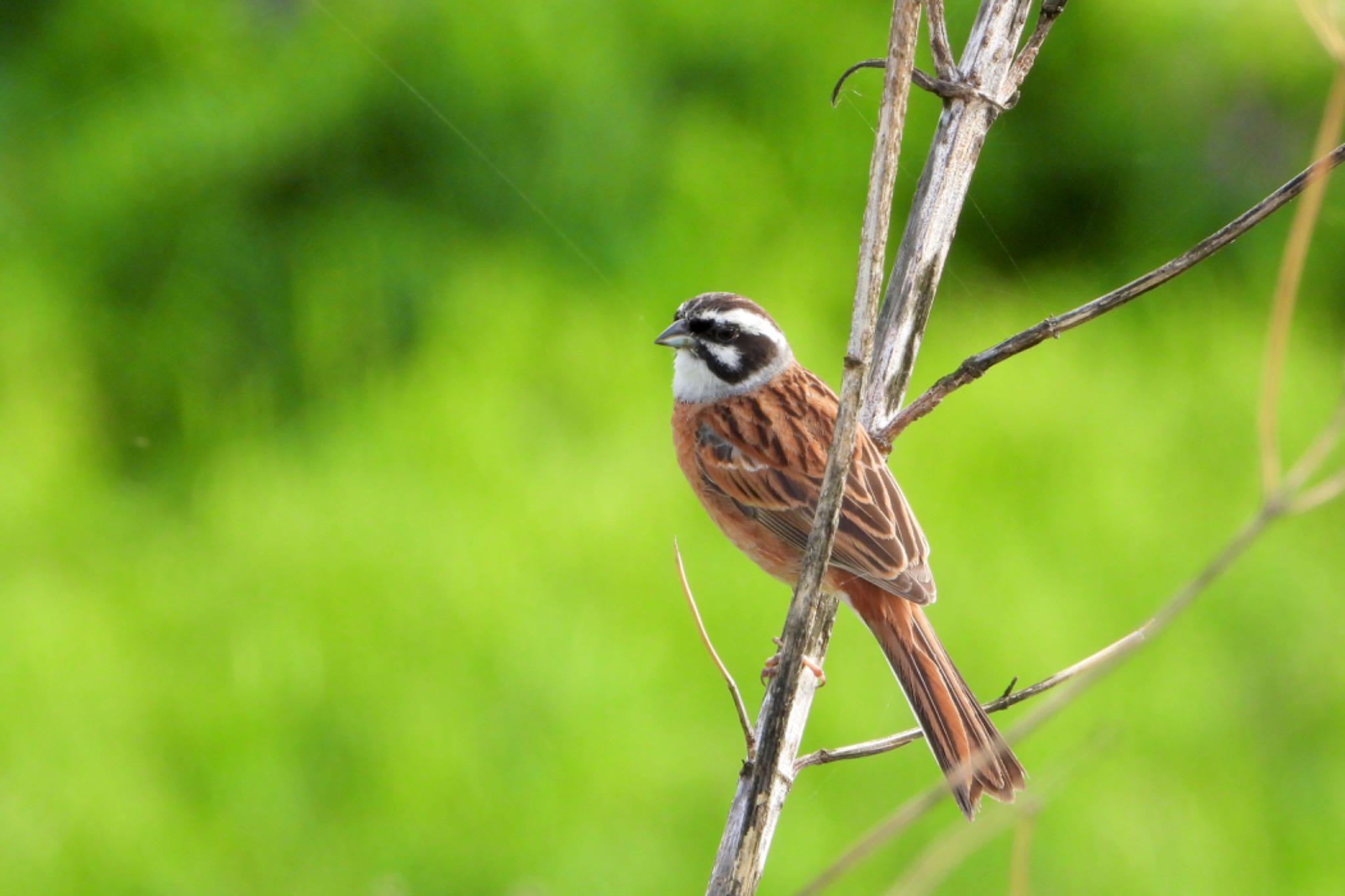 Photo of Meadow Bunting at 多摩川 by biglife_birds
