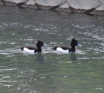 Tufted Duck 岐阜県西濃 Sat, 4/13/2024