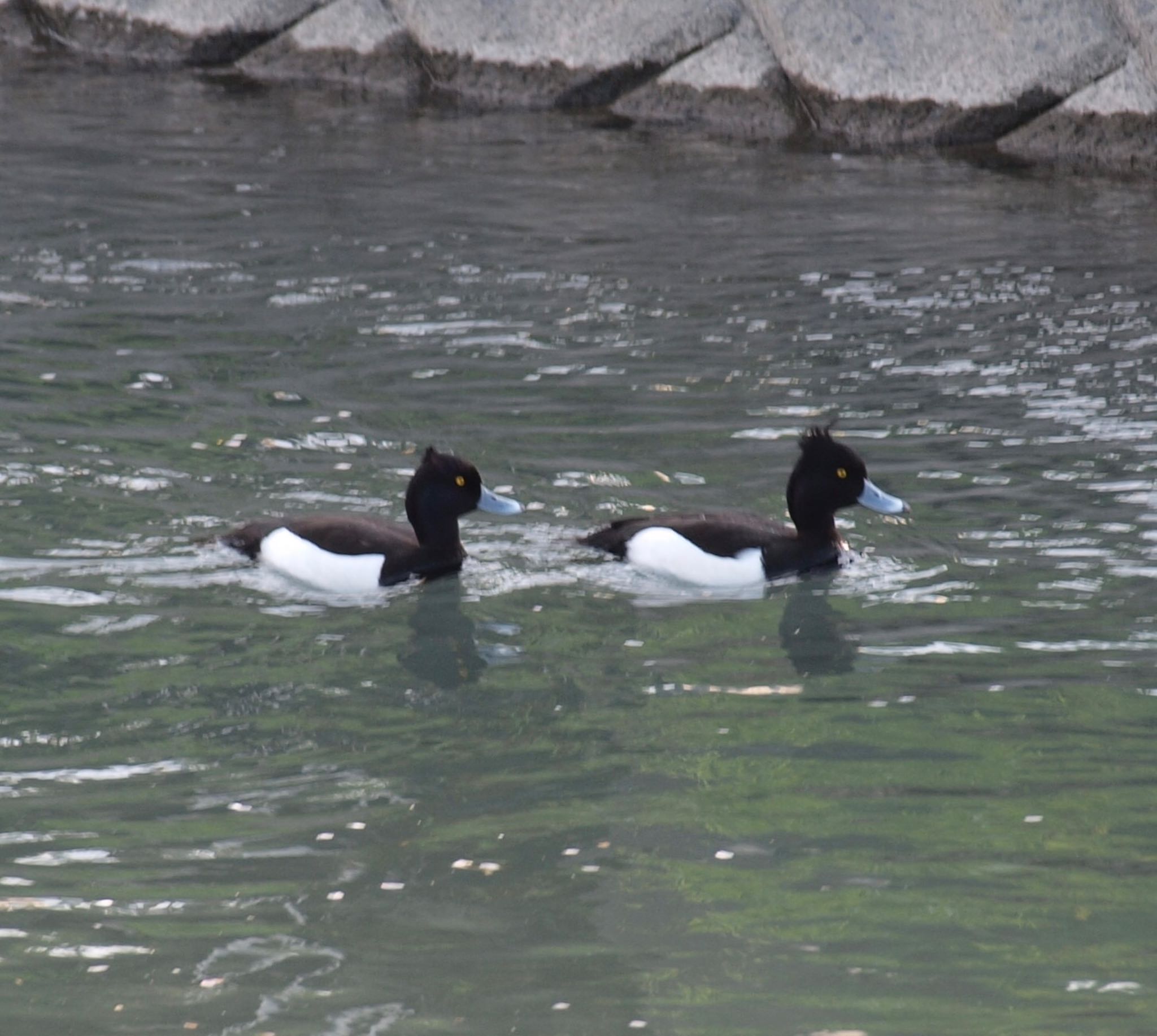 Photo of Tufted Duck at 岐阜県西濃 by ヒデ