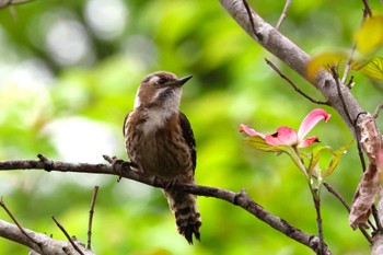 コゲラ ロクハ公園(滋賀県草津市) 2024年4月22日(月)