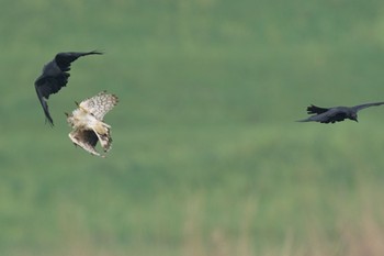 Large-billed Crow Watarase Yusuichi (Wetland) Wed, 4/17/2024