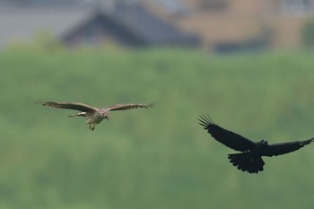 Hen Harrier Watarase Yusuichi (Wetland) Wed, 4/17/2024