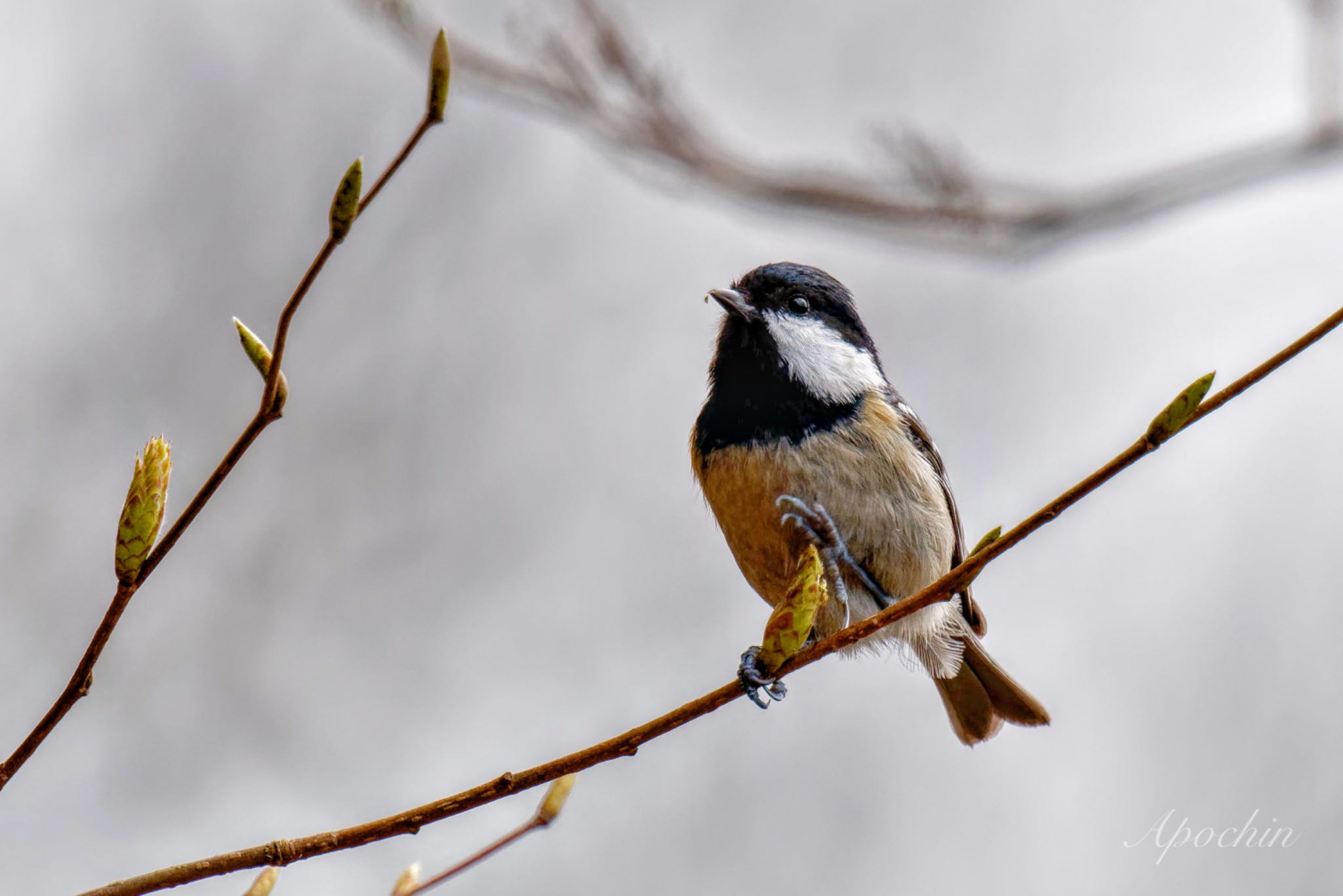 Photo of Coal Tit at 日向渓谷 by アポちん