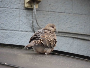 Oriental Turtle Dove 近所 Thu, 3/28/2024