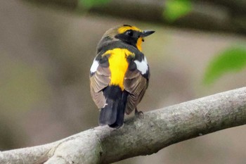 Narcissus Flycatcher 家の近所 Sun, 4/21/2024