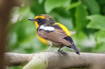 Narcissus Flycatcher 家の近所 Sun, 4/21/2024