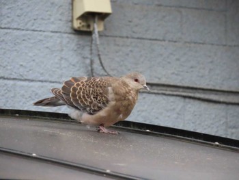 Oriental Turtle Dove 近所 Thu, 3/28/2024