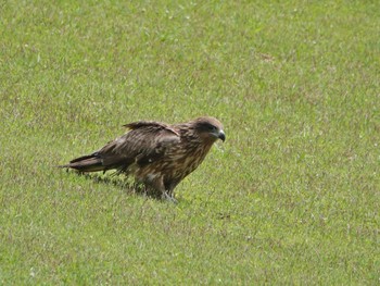 Black Kite 稲佐山公園 草スキー場 Thu, 4/25/2024