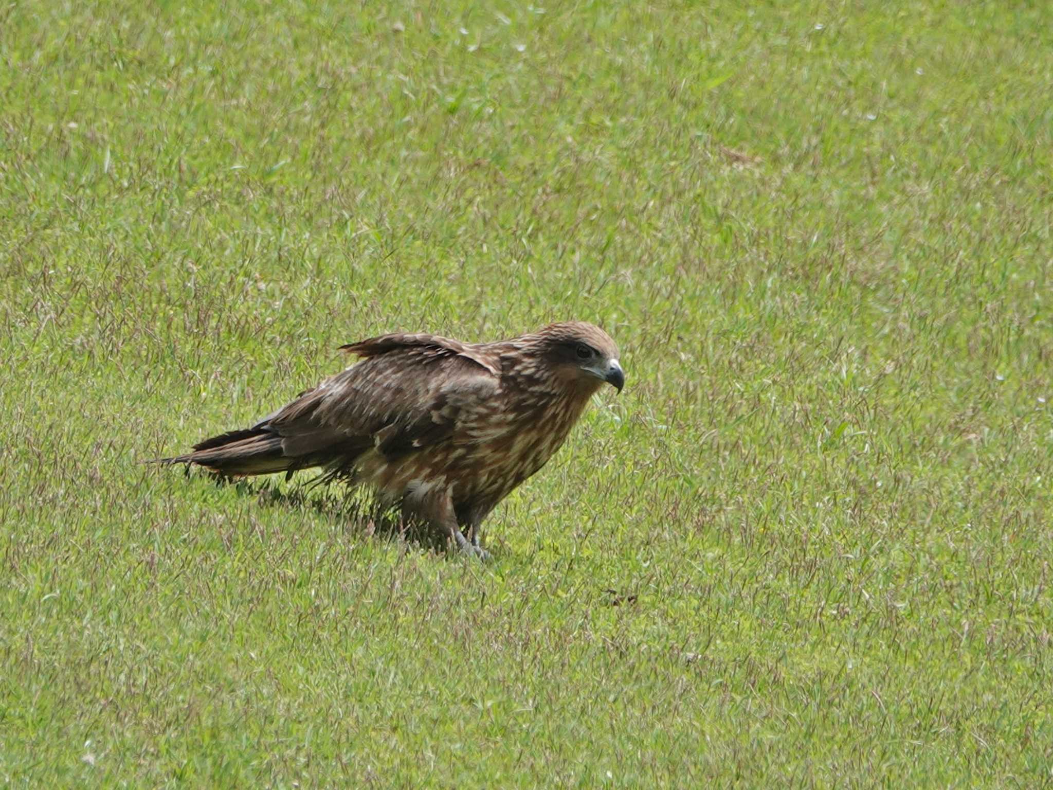 Photo of Black Kite at 稲佐山公園 草スキー場 by M Yama