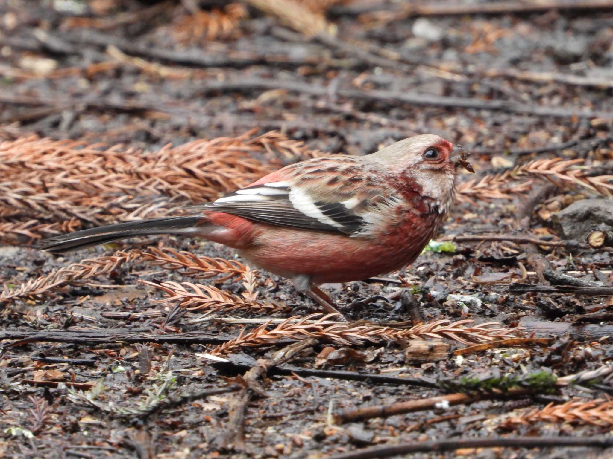 Siberian Long-tailed Rosefinch