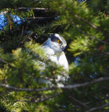 Eurasian Goshawk Unknown Spots Sun, 3/10/2024