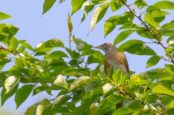 Eyebrowed Thrush 山口県光市 Thu, 4/25/2024