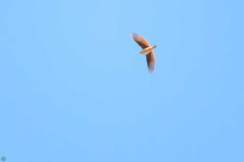 Eurasian Skylark 利根川 Sun, 3/3/2024