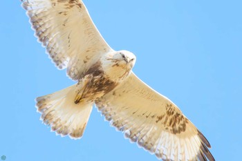 Rough-legged Buzzard 利根川 Sun, 3/3/2024