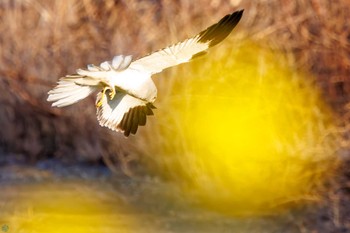 Hen Harrier 利根川 Sun, 3/3/2024