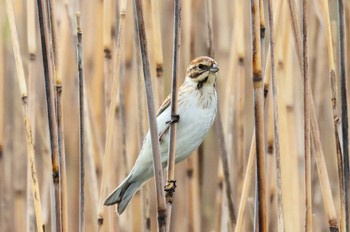 Common Reed Bunting Inashiki Wed, 4/17/2024