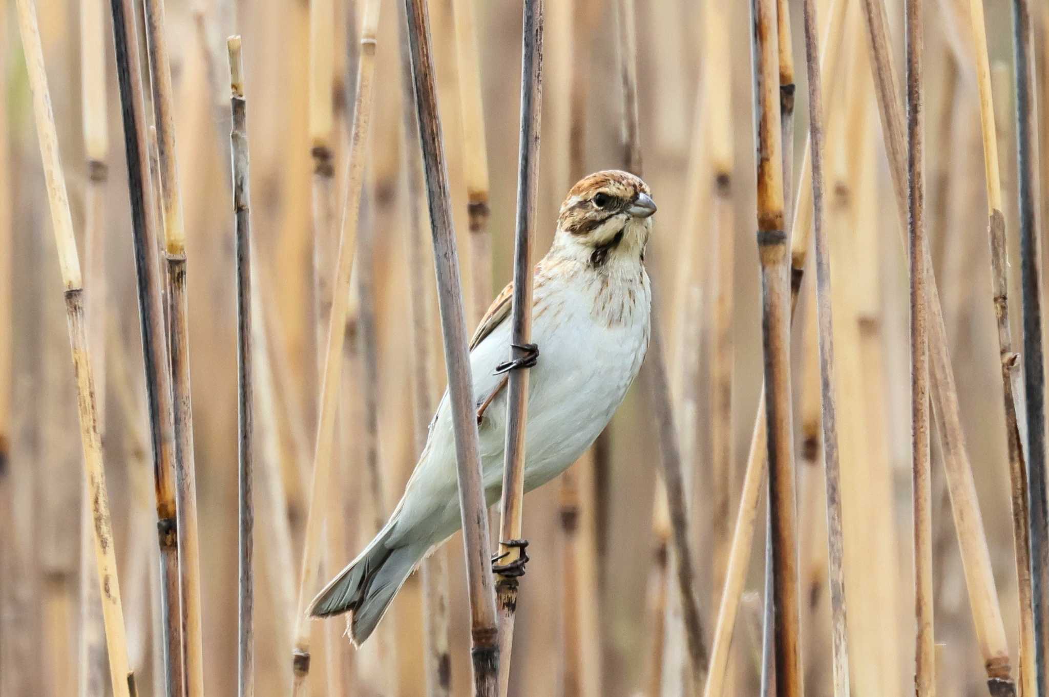 Common Reed Bunting