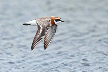 Siberian Sand Plover Sambanze Tideland Sun, 4/21/2024