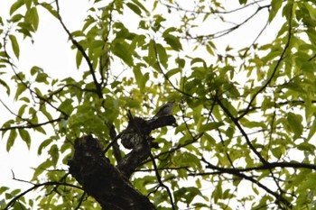 Asian Brown Flycatcher Shakujii Park Sun, 4/21/2024